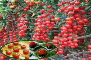 Description of the tomato variety Magic Cascade and its characteristics