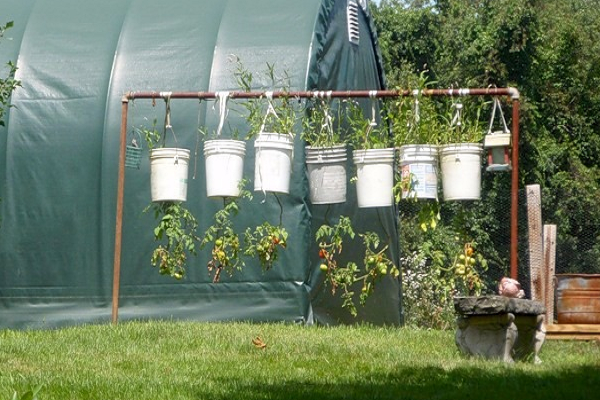 porte avec des tomates