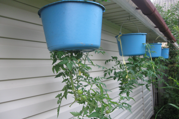 blue pots