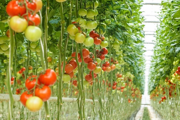 tomates trepadores