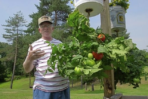 histoire de la tomate