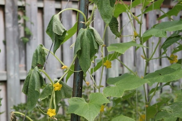 to disappear cucumbers