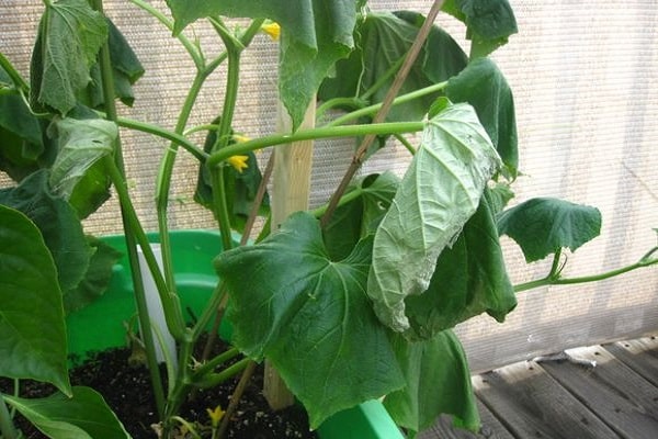 cucumbers in polycarbonate