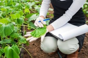 Ką daryti, jei agurkų lapai šiltnamyje nudžiūsta, kaip juos apdoroti gydymui