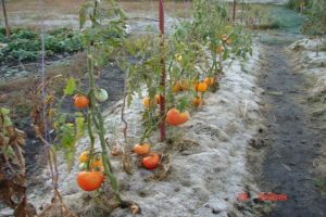 Règles pour la culture de tomates en Sibérie et les meilleures variétés pour les conditions difficiles