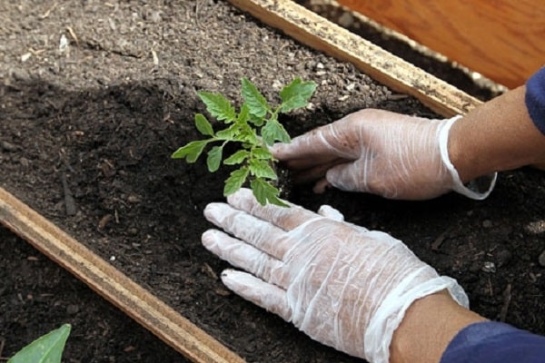 plantation dans le sol