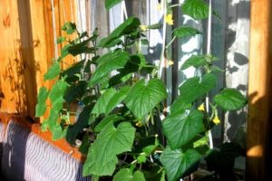 How to plant, pollinate and grow cucumbers on the balcony and windowsill