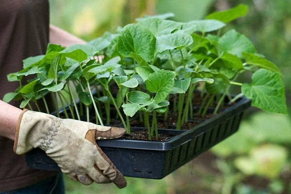 cultivado en contenedores