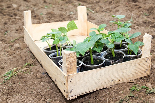 caja de plántulas