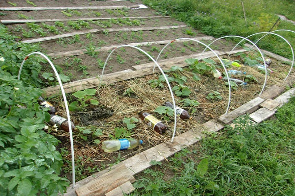 sprouted seedlings