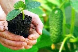 Cómo y cuándo plantar adecuadamente las plántulas de pepino en campo abierto