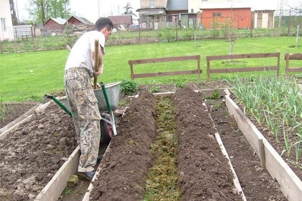 cultivo de plántulas