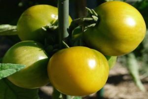 Description of the tomato variety Amber 530, yield and characteristics