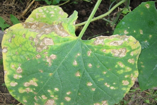 yellowing of cucumbers