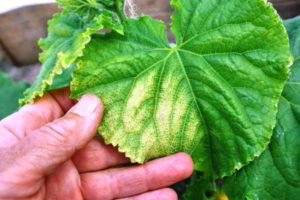 Why do cucumber seedlings turn yellow leaves and what to do