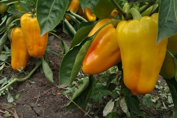 gladiador de jardín