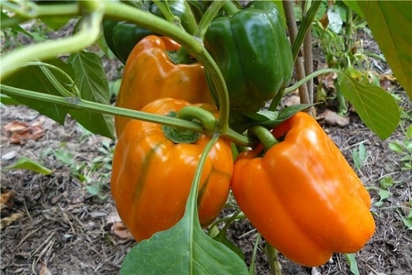 early ripe hybrid