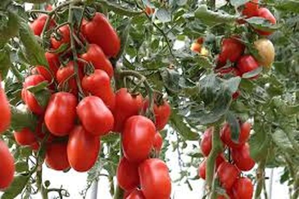 variétés de culture de tomates