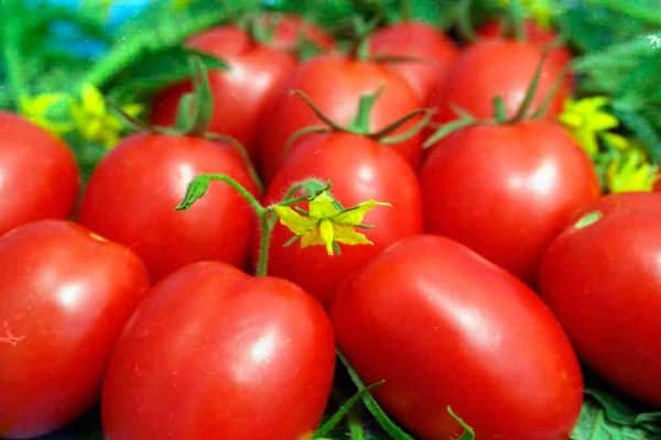 varieti tomato untuk siberia