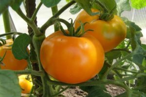 Description of the variety of tomato Golden Queen and its characteristics