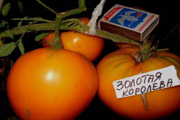 tomato variety