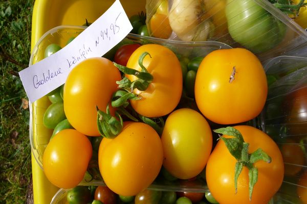 tomato cultivar cultivation