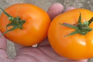 Descripción de la variedad de tomate Golden Nugget y sus características