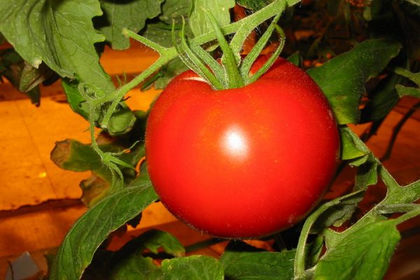 tomato in a greenhouse