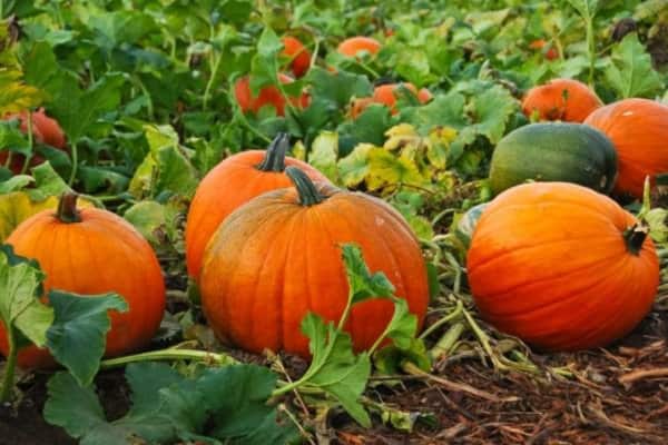 calabaza en el jardín