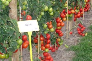 Descripción de la variedad productiva de tomate Testi f1 y su cultivo