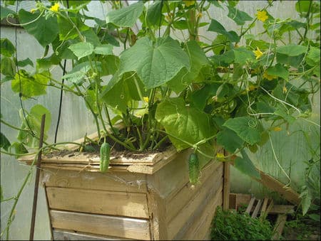 cultivo de pepinos en una caja