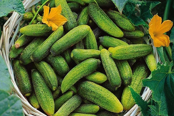 cucumber Pro f1