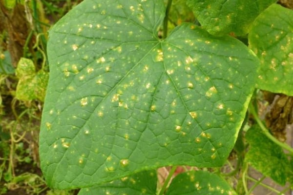 enfermedad del mosaico del pepino