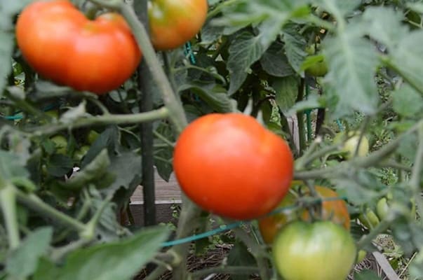 Tomate Staroselsky en campo abierto