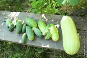 Est-il possible de planter des courgettes et des concombres à proximité, leur compatibilité