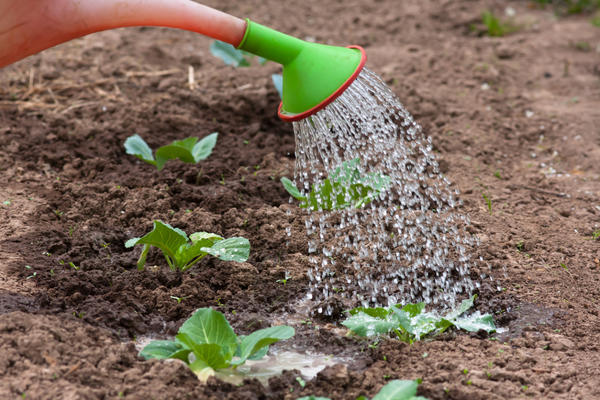 watering cabbage in the garden