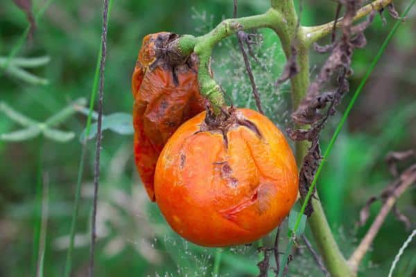 late blight of tomatoes