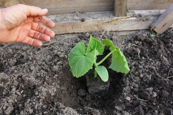 seedlings of cucumbers