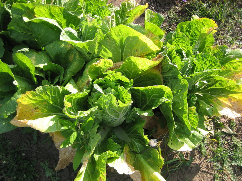 yellow cabbage leaves in the open field