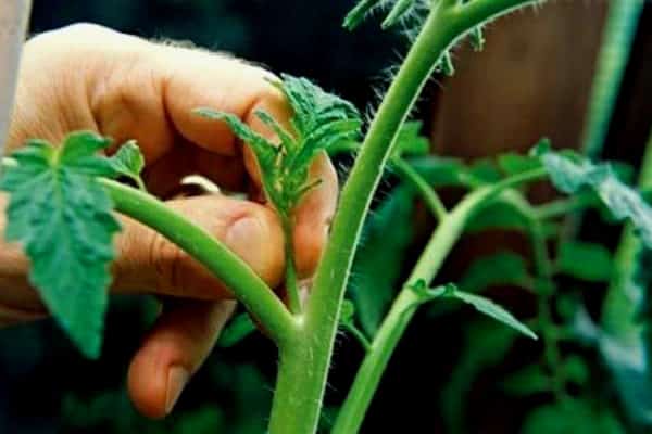 tomato stalks