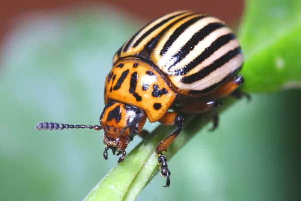 Colorado beetle