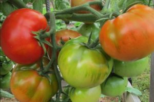 Description de la variété de tomate Staroselsky, ses caractéristiques et son rendement