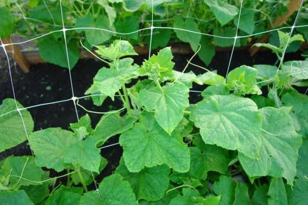 cucumbers on a trellis