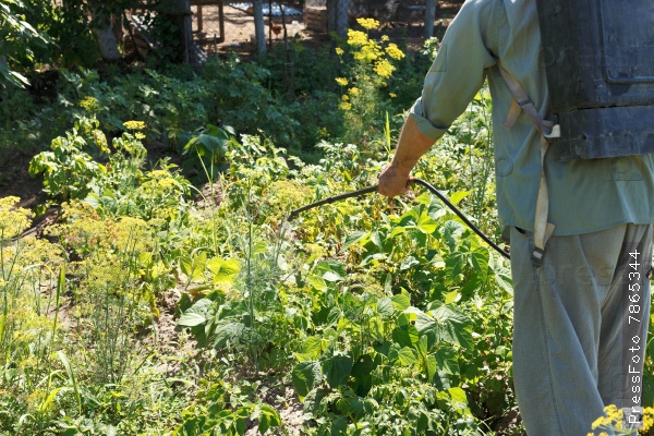 spraying potatoes in the open field