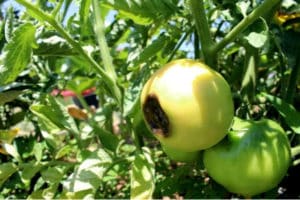 Por qué los tomates pueden volverse negros cuando están maduros y qué hacer