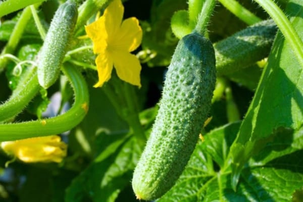 parthenocarpic cucumbers in the open field