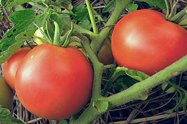 variedad de tomate