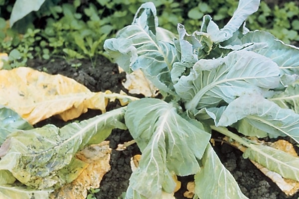 Feuilles de chou jaune dans le potager