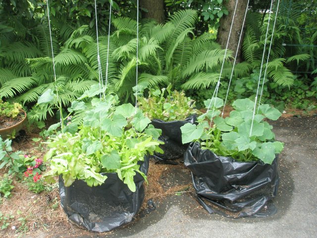 growing cucumbers in packages