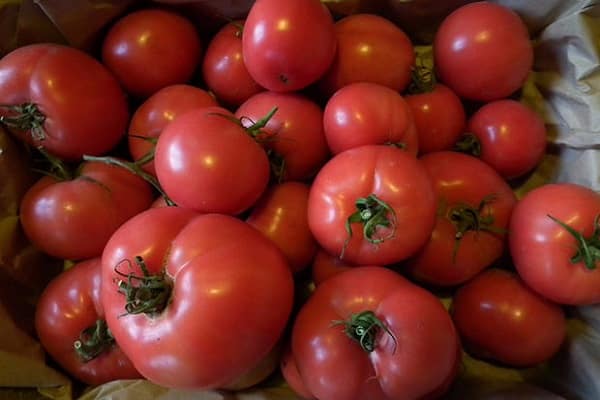 récolte de tomates